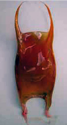 Raja polystigma_017.jpg